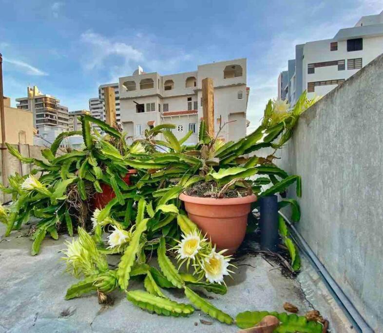 Fresh Tropical Colonial Style Walk-Up- Rooftop Terrace- Beach View ซานฮวน ภายนอก รูปภาพ