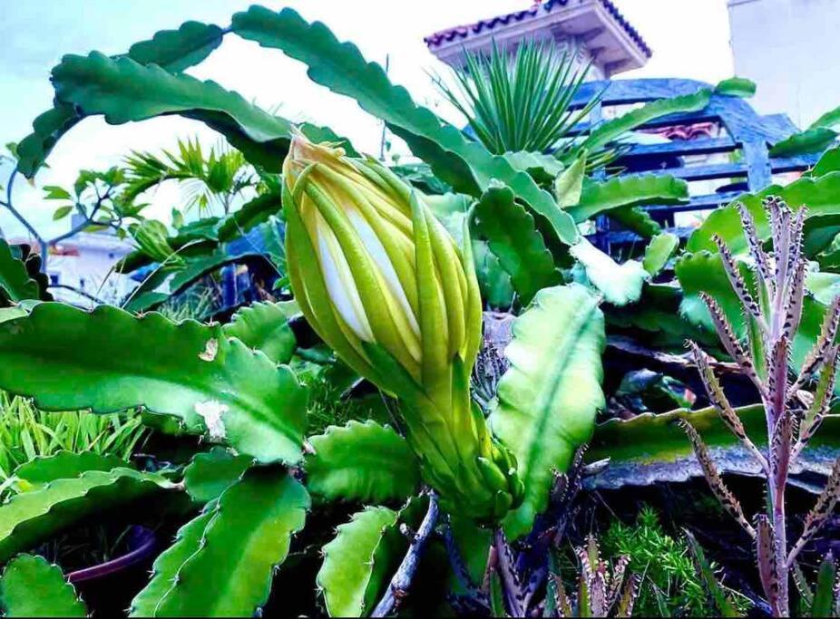 Fresh Tropical Colonial Style Walk-Up- Rooftop Terrace- Beach View ซานฮวน ภายนอก รูปภาพ